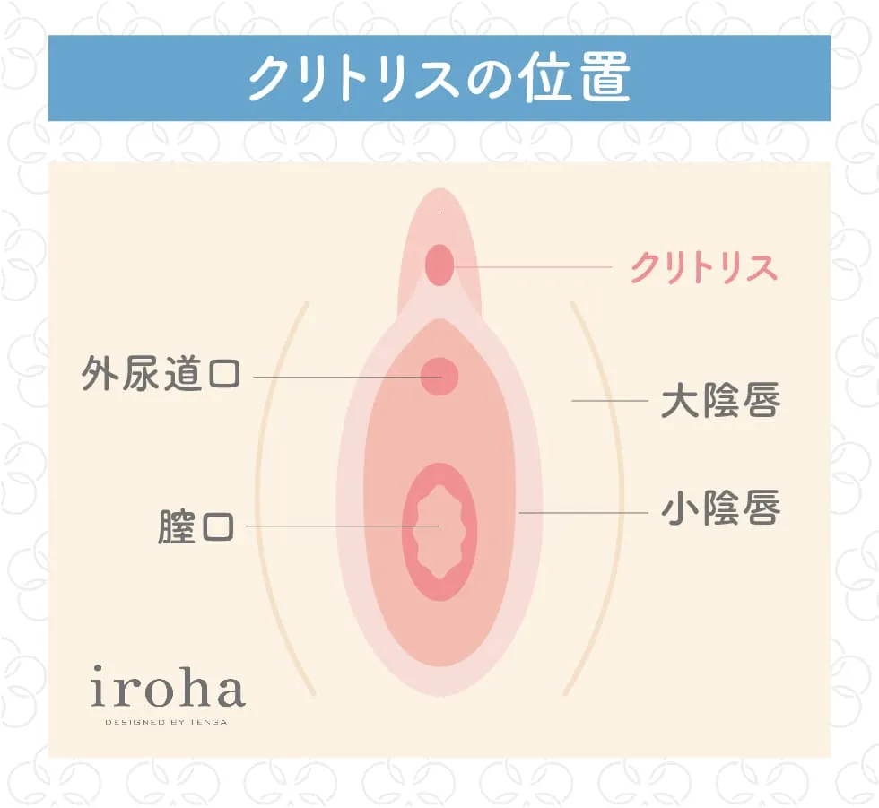クリトリスの位置がわかる図