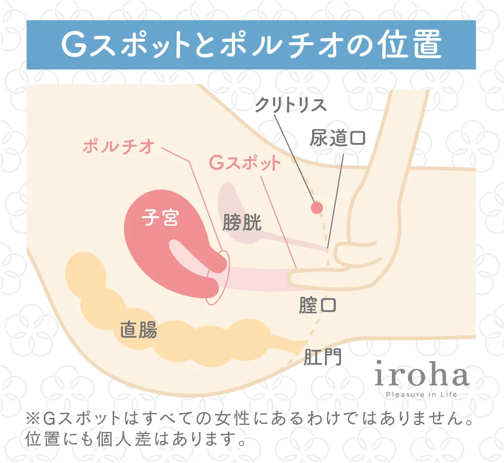 Gスポットとポルチオの位置がわかるイラスト図解