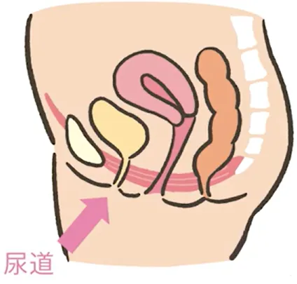 尿道を締める動きの図解