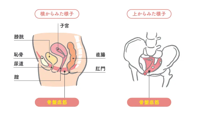 骨盤底筋を横・上から見た図