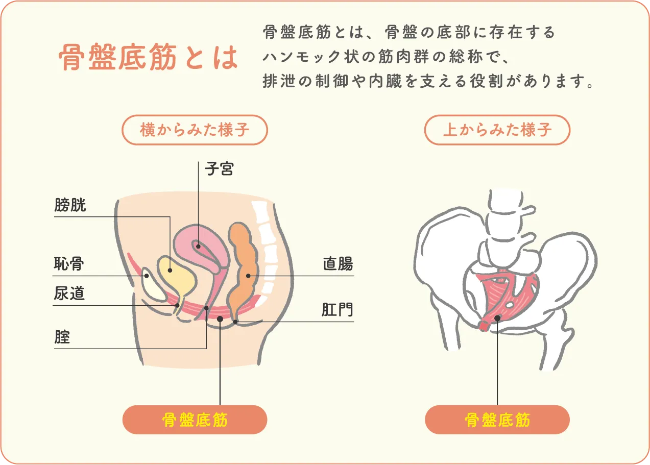 骨盆底肌示意圖