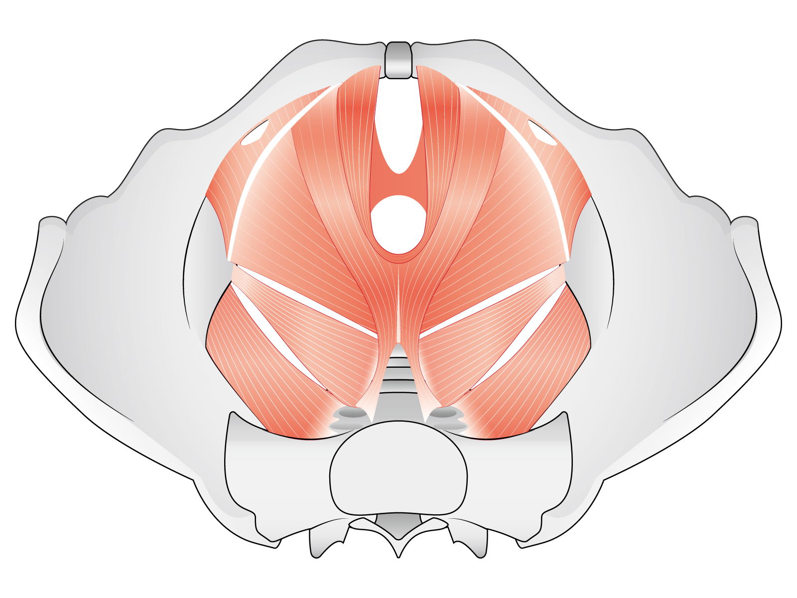 骨盤底筋を上から見た図