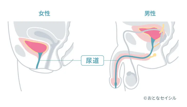 男女の尿道の距離を表す図解